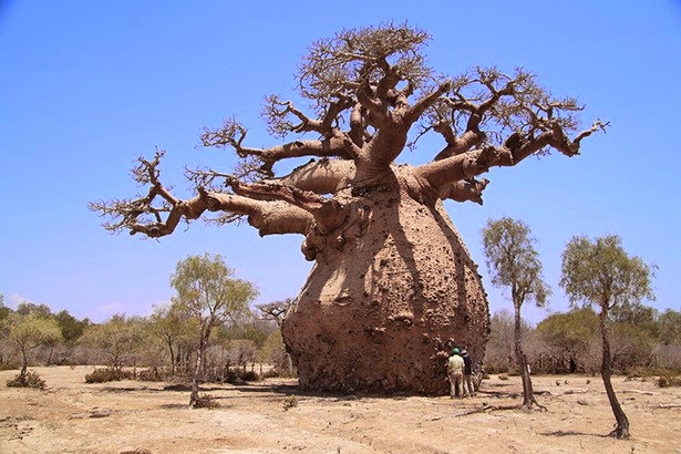 Olio di Baobab